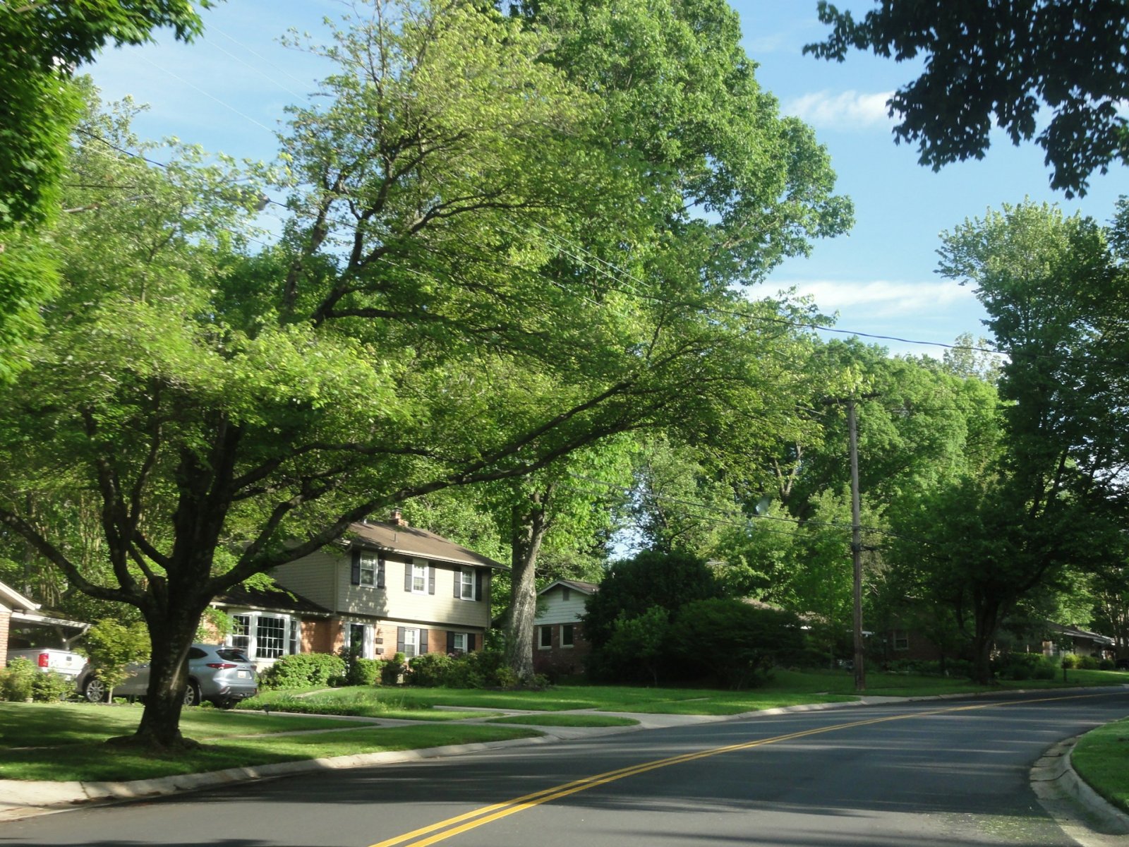 rua arborizada