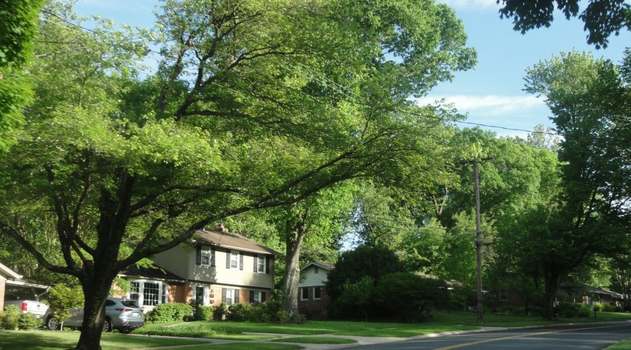 rua arborizada