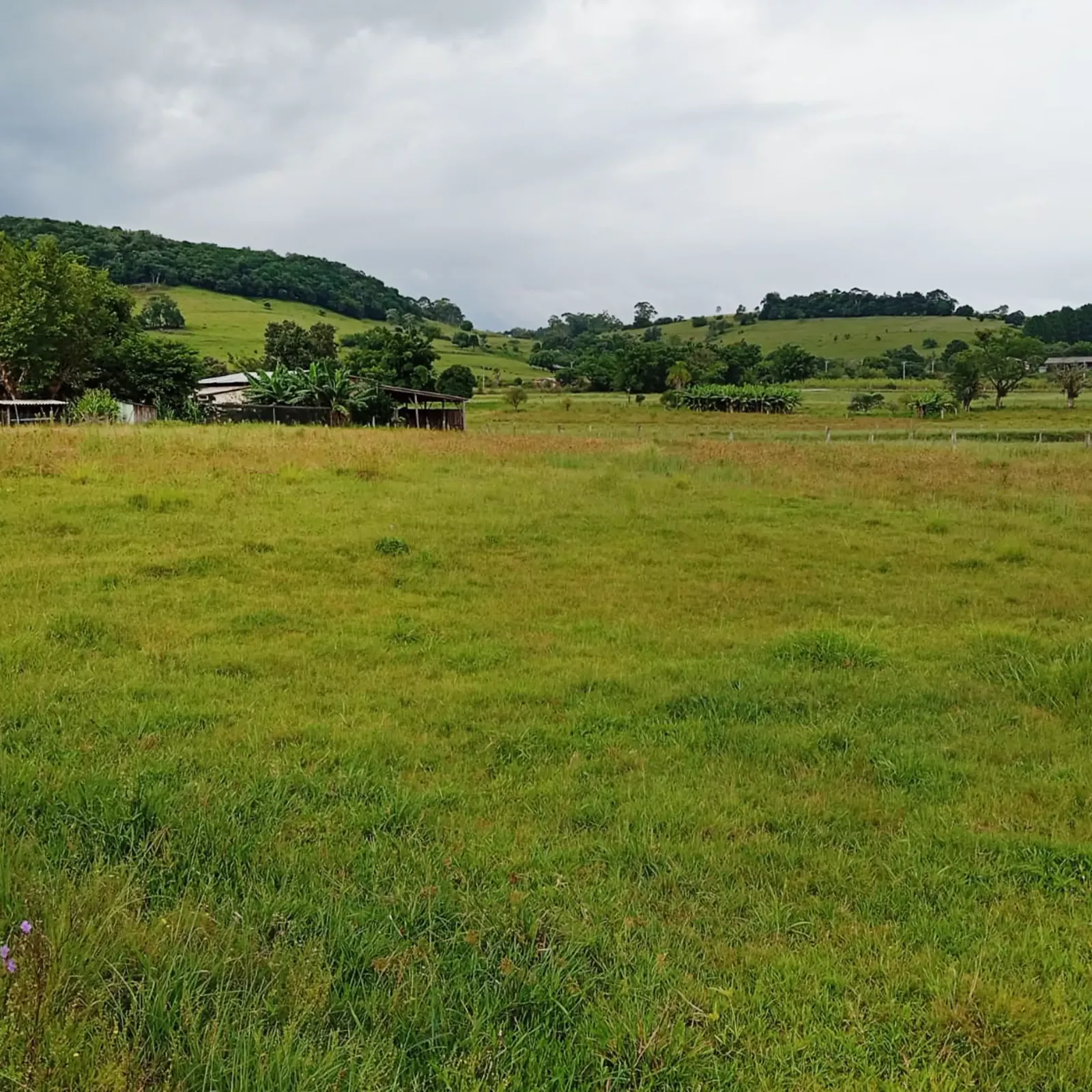 campo 