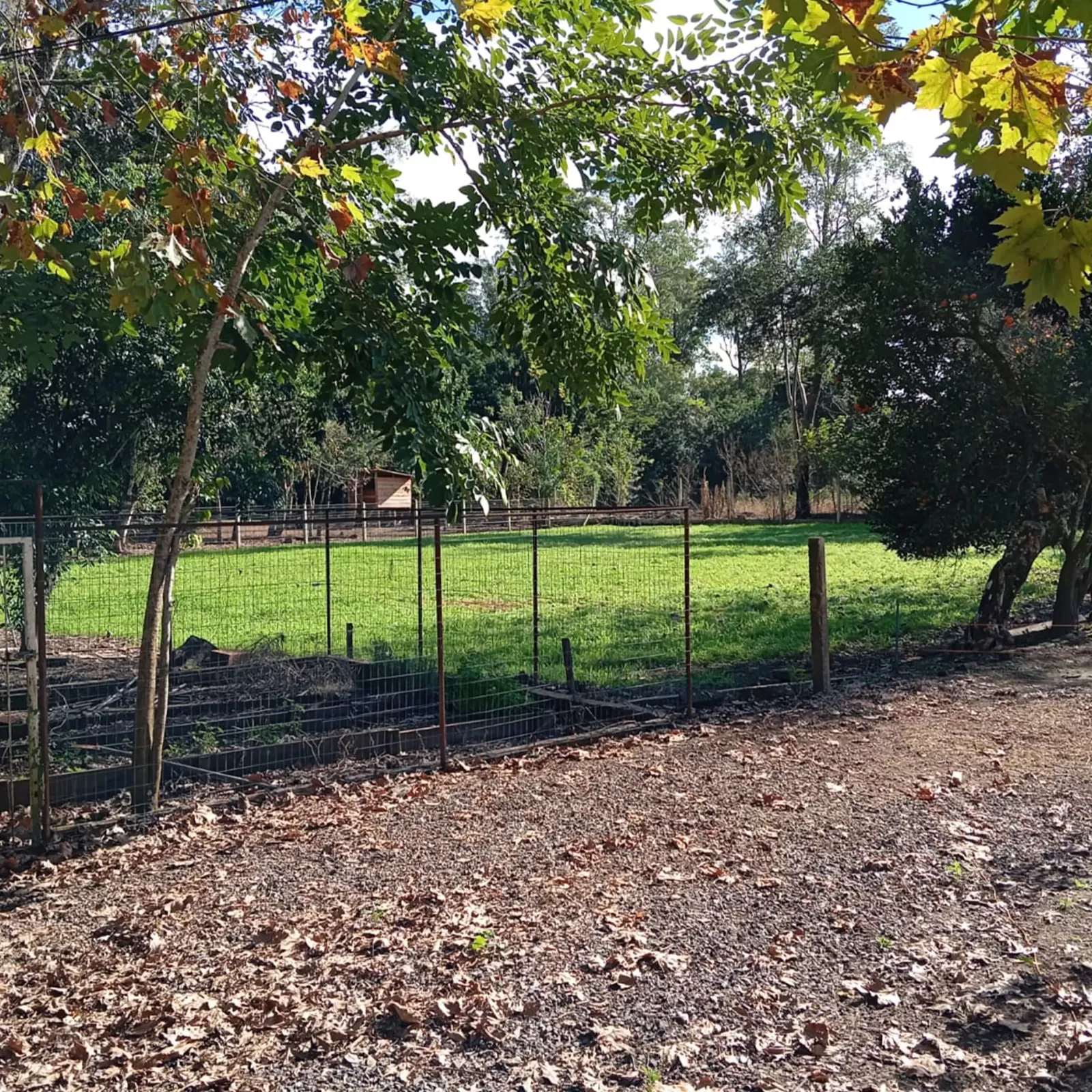 Campo