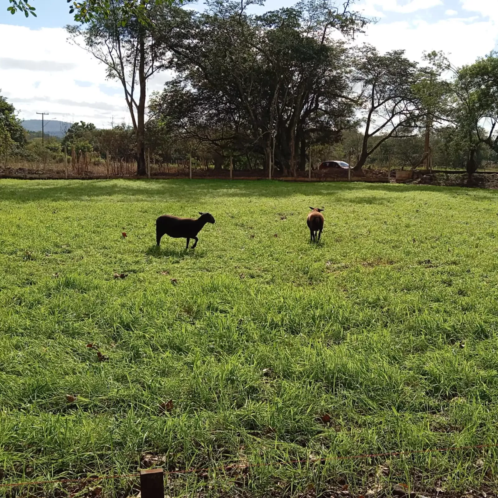 Campo