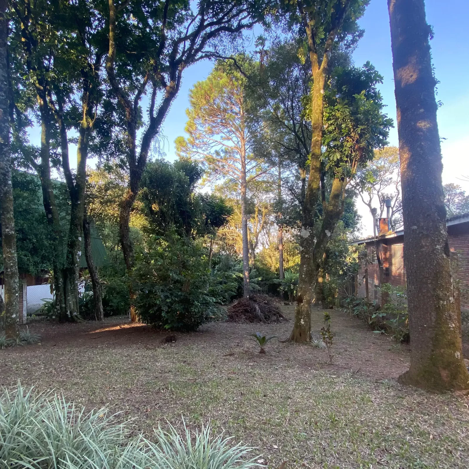Espaço com algumas árvores
