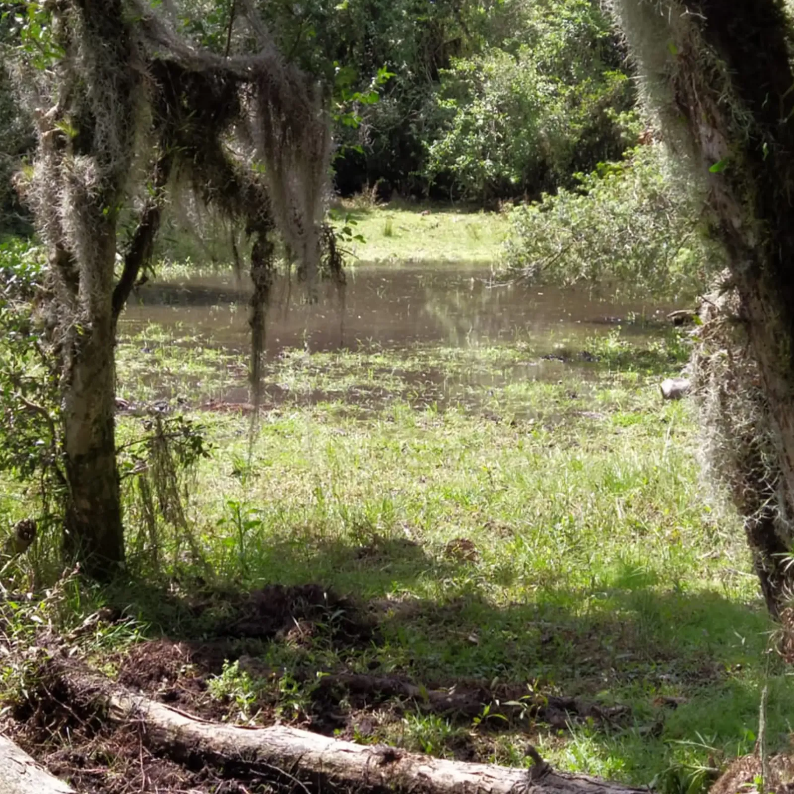 Campo