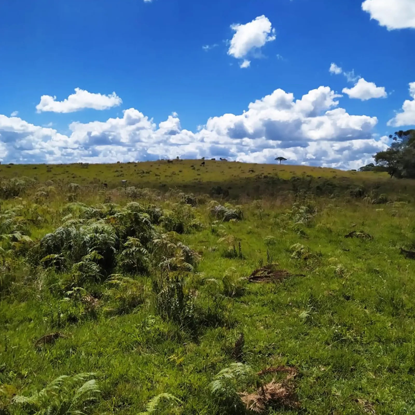 Campo
