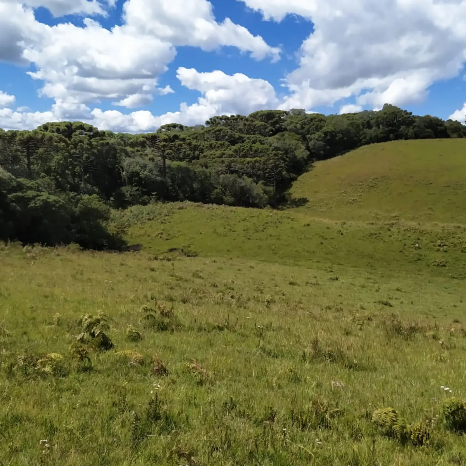 campo