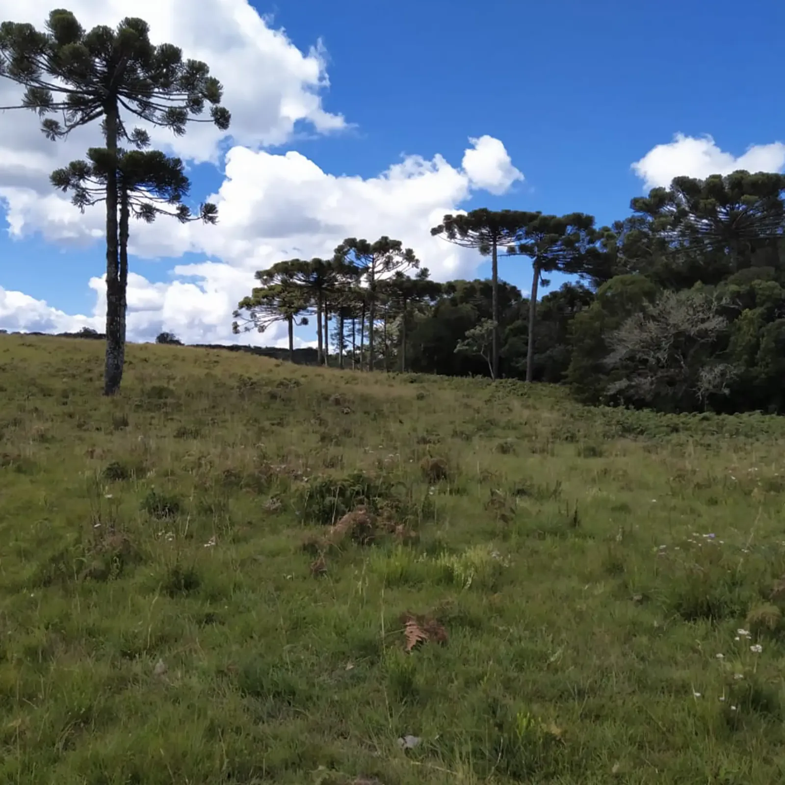 campo