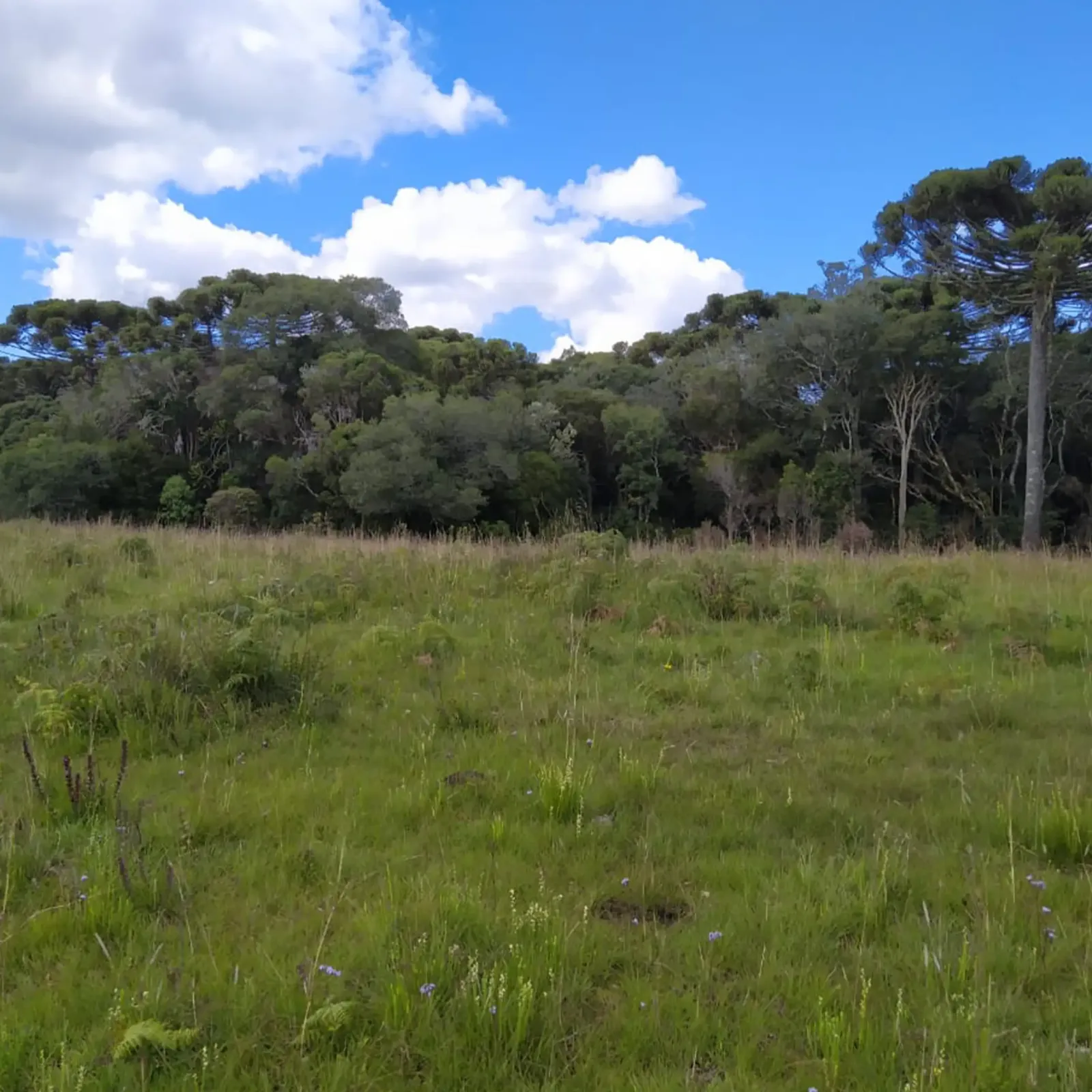 Campo
