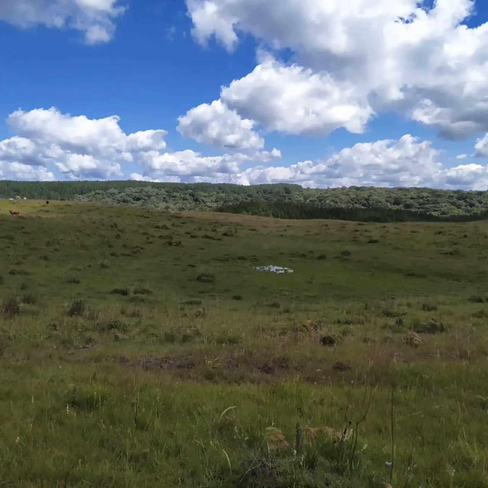 Campo