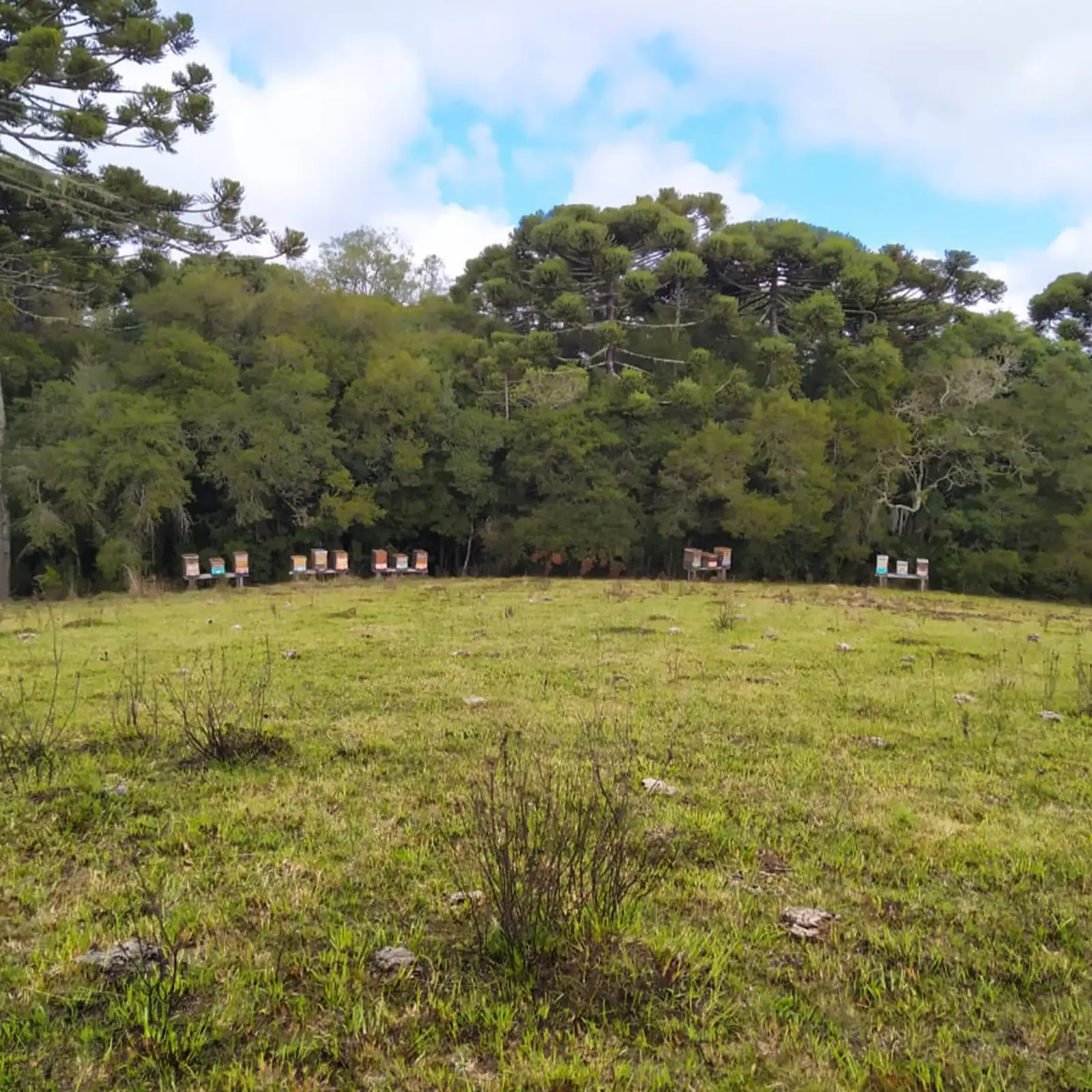 campo