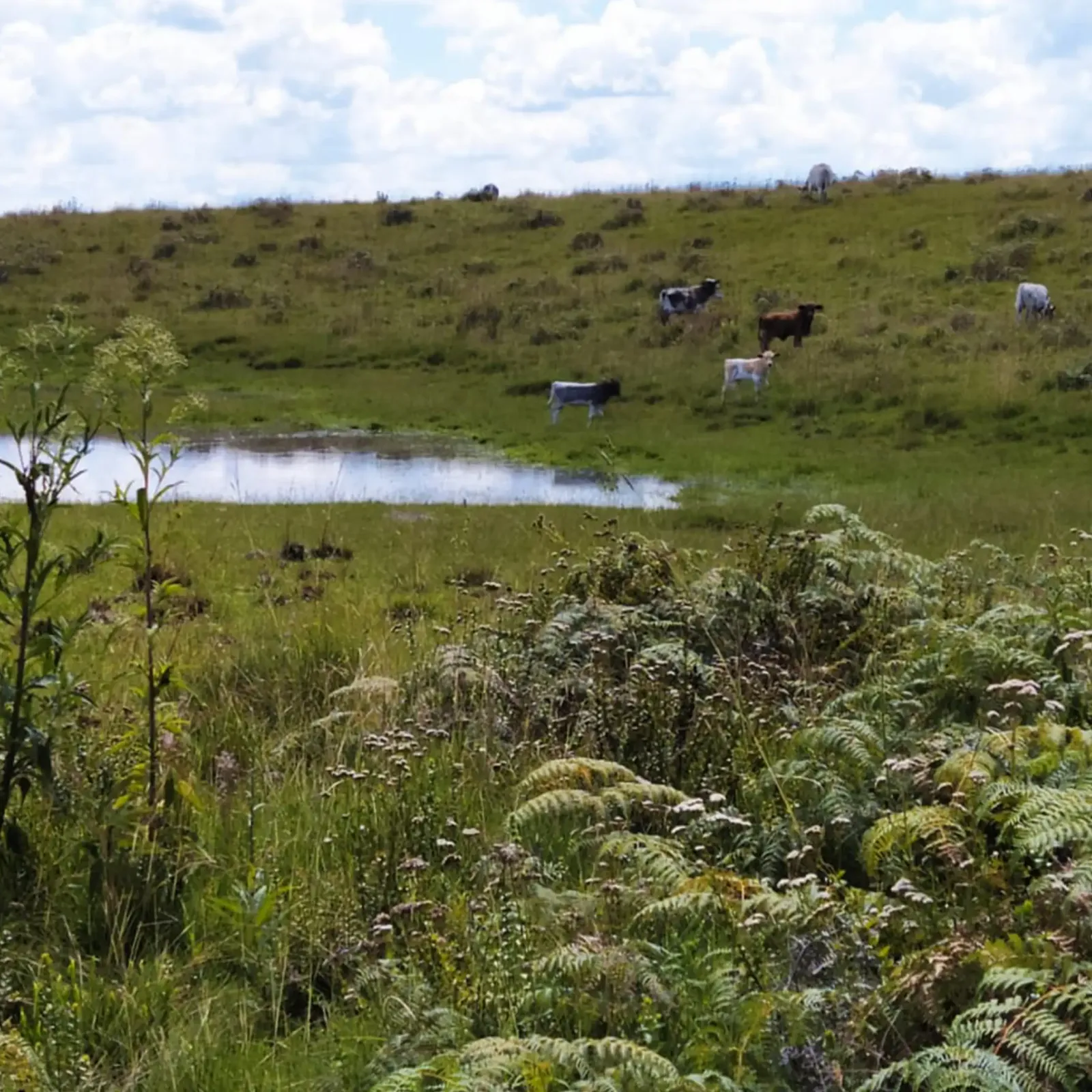 campo