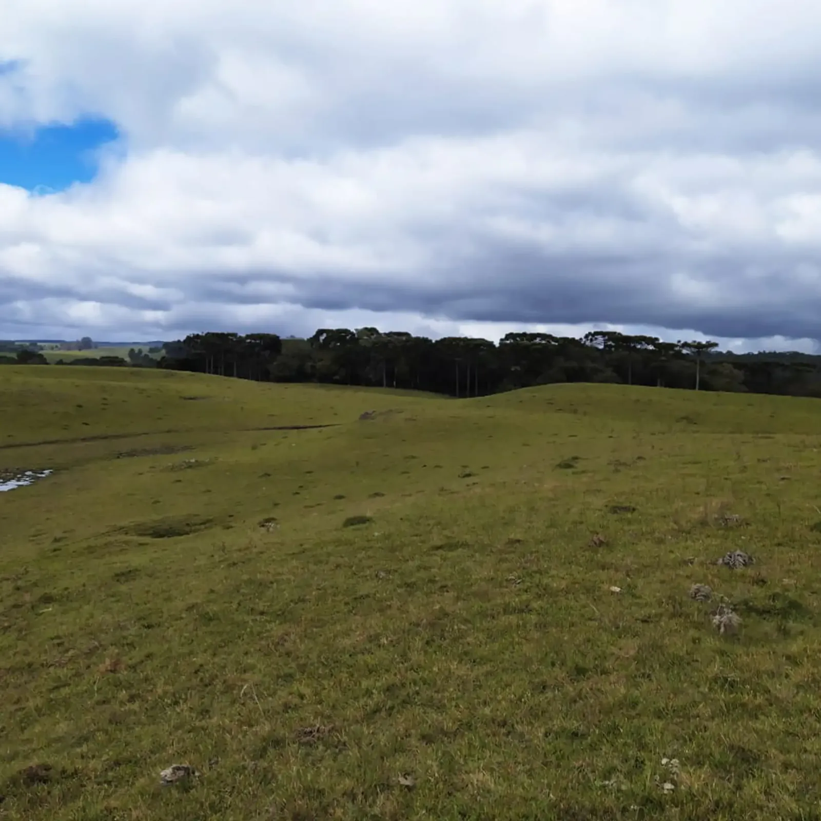 campo