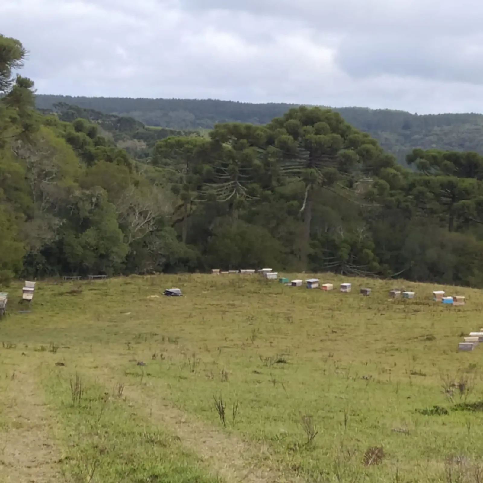 CAMPO
