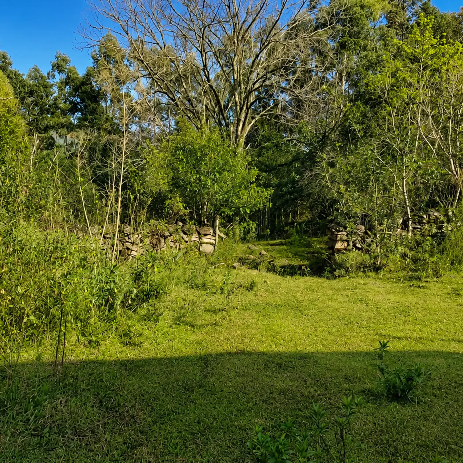campo e mata nativa
