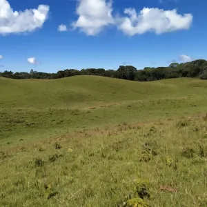 Campo